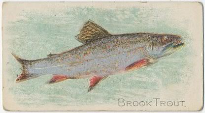04 Brook Trout